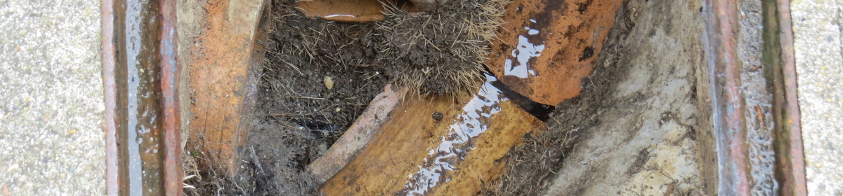 house drain blocked with root growth