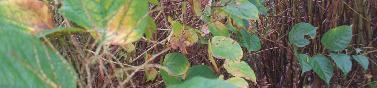 Japanese Knotweed