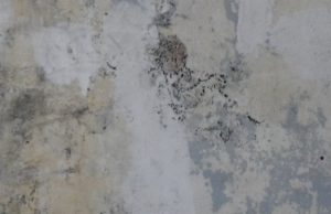Mould in the home