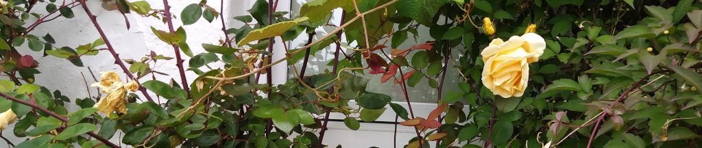 Roses around a cottage window