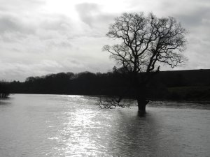 Flooding on the Taw