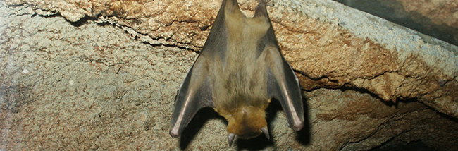 bats-and-other-protected-species-in-your-belfry