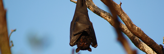bats-dying-from-the-bends-due-to-wind-turbines