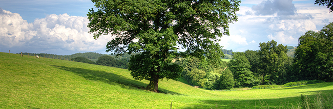 britains-countryside-to-be-blighted-by-300-miles-of-electricity-pylons