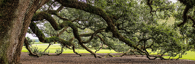 britains-oldest-oak-felled-by-gales-after-at-least-1200-year-vigil