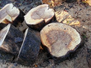 Diseased Tree cut down