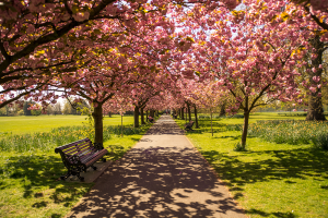 green-spaces-park