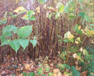 japanese_knotweed_2