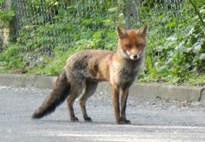 urban foxes - a dying breed?