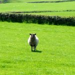photo of a sheep in the middle of a field