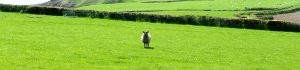 photo of a sheep in the middle of a field garden village planning permission