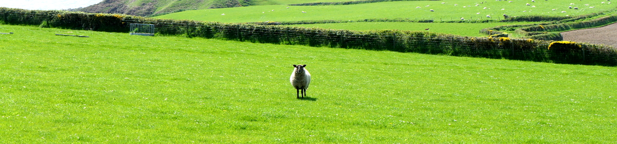 photo of a sheep in the middle of a field