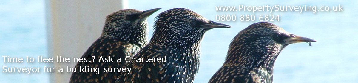 ask a chartered surveyor for a building survey