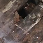 wet rot in domestic property