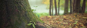 ash-dieback-latest-epidemic-to-infect-british-trees-could-become-a-costly-h-and-s-risk