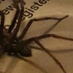 invasion of the giant house spider in the home