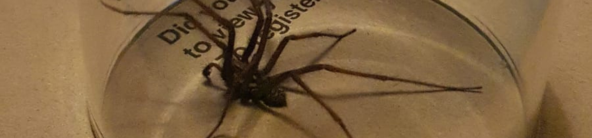 invasion of the giant house spider in the home