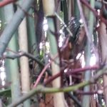 invasive bamboo in garden of property