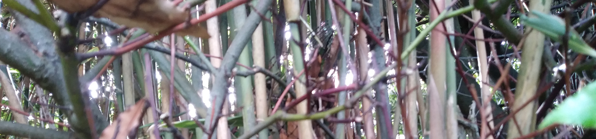 invasive bamboo in garden of property