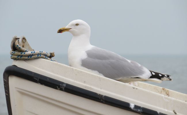 A seagull in a boat