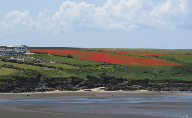 Newquay fields