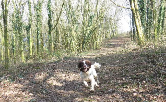 Dog running in Halwill woods