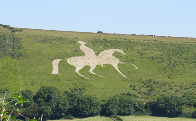 Preston horse in field