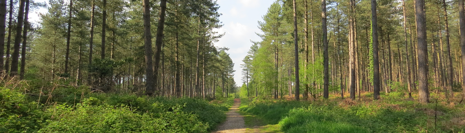 St Leonards woods