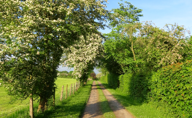 Stafford field with farm track.